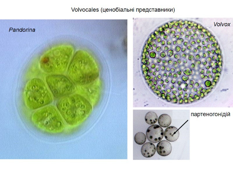 Volvocales (ценобіальні представники)  партеногонідій Pandorina Volvox